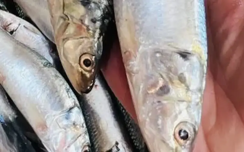 البلطى بكام فى السوق؟ أسعار السمك فى القليوبية اليوم الثلاثاء 31 – 3 – 2026